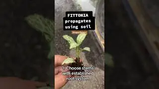 How to propagate FITTONIA plants using soil