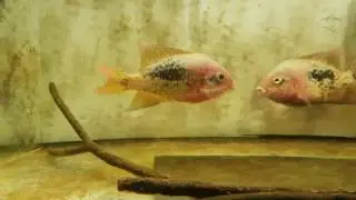paratheraps bifasciatus