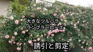 大型ランブラーローズ🌹フランソワ・ジュランビルの誘引