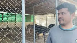 Friendicoes SECA - Pet Health Sanctuary in Gurgaon - Home for 2200+ Pets & Strays | TAXAJ Foundation