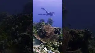 Good Morning Sharm El Sheikh - Red Sea Marine Life - Scuba Diving 🤿 Egypt