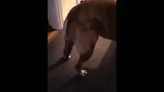 Lottie boerboel, limber tail