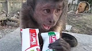 Capuchin Monkey LOVES That's It Fruit Bar!