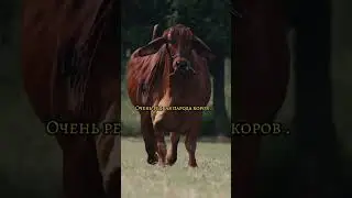 Как называется парода? #cute #subscribe #viral #ферма #сельскоехозяйство #top #trending #shorts #op.