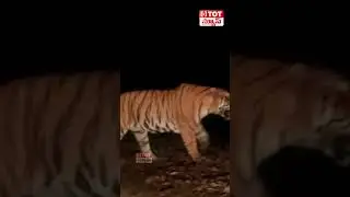 కాగజ్ నగర్ లో పెద్దపులి: Tiger Hulchal in Kagaznagar | #shorts | Talk of The Town