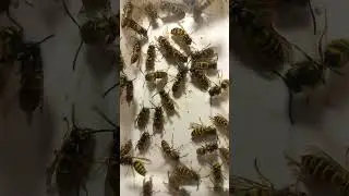 Why Yellowjacket Wasps Clean Their Bodies? Funny Grooming is Important for Wasps. 11.august.2022.