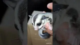 yenathu parakum Anil kutty ha#Chinna Siru KoottukullaSorgam Irukku#reels#trending#sugarglider