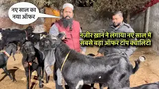 नज़ीर ख़ान ने लगाया नए साल में सबसे बड़ा ऑफर टॉप क्वालिटी @farmingbaba #goatfarming top quality 