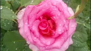 Roses with dew drops || Nature is the best|| Lily vlogs
