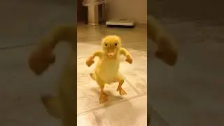 #duck #pato #fy #ia #cute #reels #fypage #animals #fypyoutube #dance #fyp #shortsvideo #shorts