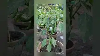 Small green chilly farming