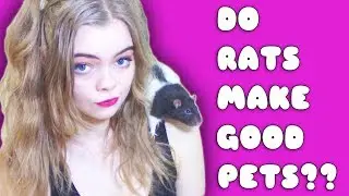 DO RATS MAKE GOOD PETS??  -Pet Adventures