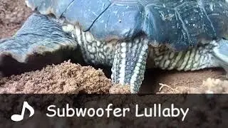 Mi tortuga cavando un nido con música de Minecraft de fondo - Final