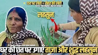 घर की छत पर उगाएँ लहसुन 🌱 | घर बैठे ताज़ा और शुद्ध लहसुन कैसे उगाएँ