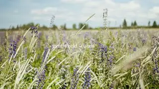 3 HOURS Gentle Field Sound,  Field Sounds for Sleep, Relax, Reduce Stress, Meditation, Manifest