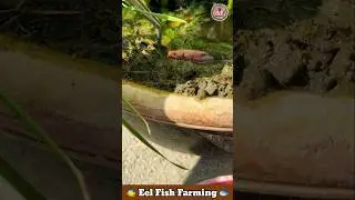 Eel Fish Farming 🎏 Fish Video 🐠 Fish Farming Video 🐟 #eel #fishing #fish #shorts