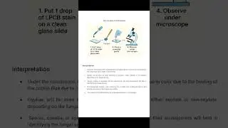 #LPCB #MicrobiologyShorts #FungalStain#MedicalMicrobiology#NursingStudents#mbbs  #StainingTechniques