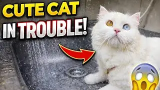 Cutie vs Water Stream 😹💦 | Cutest Sink Play Ever | Funny Cat video 😻😻