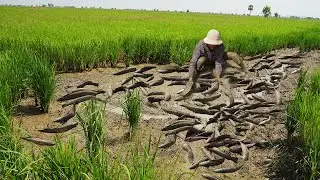 Skills Fisherboy Catching Dry Copper Snakehead Fish & Catfish After Dry Soil