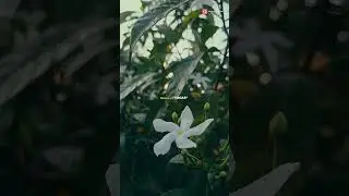 #Tagar #flowers #beauty #newreels