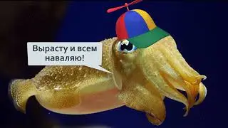Каракатица  Как работает вендетта у моллюсков