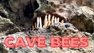 Beehives In a Cave Wall - South Australia Visit - Amazing Bees - 24-4-22 - Aussiebeekeeping