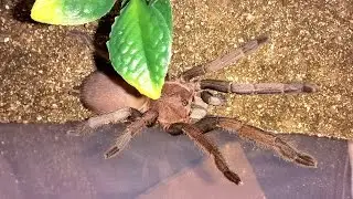 Phlogius Crassipes 