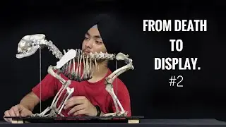 ARTICULATING DOG'S SKELETON.