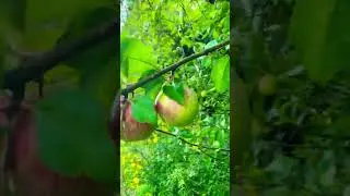 Apple Tree | United Kingdom | Micheldever | #apple #nature #environment
