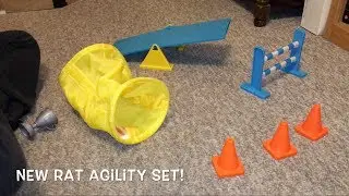 Reviewing a Toy Dog Agility Set as a Rat Agility Set!