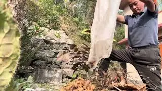 Turmeric Production
