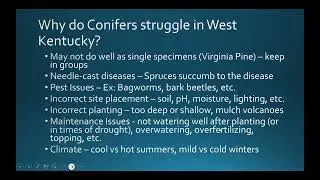 Conifers and Evergreens of Kentucky Online Class