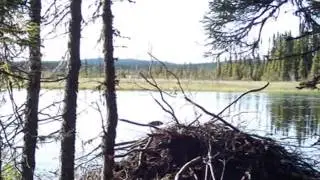 Labrador City, My Home