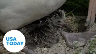 World's oldest albatross cares for her newborn chick | USA TODAY
