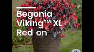 Begonia Viking XL Red on Chocolate - AAS Winner