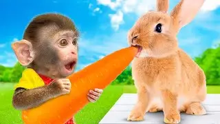Monkey CoCa Throws a Fit Over a Carrot Harvest Gone Wrong