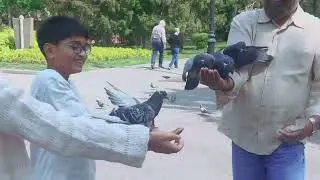 Feeding Wild Doves with My Family | A Magical Experience | Dastan Hamid Vlogs