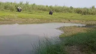 Gaidale ghas khadai gareko                                           #Vlog