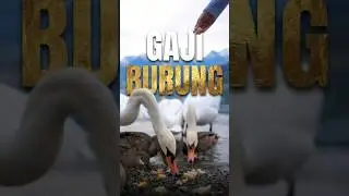 Stress Mikirin Duit? Belajarlah dari Burung 🐦🇨🇭 #shorts #islam #motivasi #muhasabah #latahzan