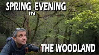 HOW I SHOOT WOODLAND PHOTOGRAPHY | SPRING EVENING | LANDSCAPE PHOTOGRAPHY