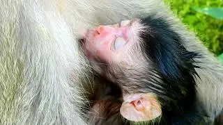 Newborn baby monkey Jilla full feed, Jill not let Jilla out of her chest.