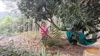 Watering Vegetables & Cutting Palm Branches for a Roof | Farmer's Vlog