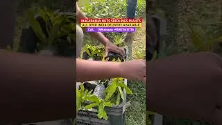 Macadamia nuts plants nursery.Macadamia nut farming in India.Tetraphylla 816 verity.#macadamiaplant