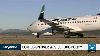 Changes to WestJet&lsquo;s dog policy have many confused