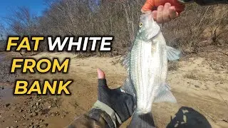 White Bass From The Bank - UNGRATEFUL BUSINESS