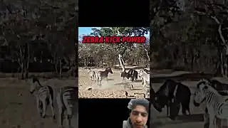 Zebra power #cheetah #zebra #animals #kruger #edit #fight #tiger #shortfeed #shorts #viralshort
