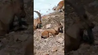 Ibex Goats climbing on Mountain #ibex #goat #youtubeshorts