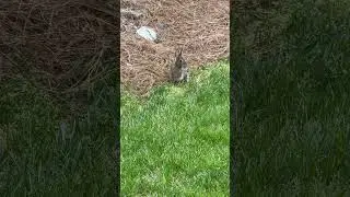 Easter bunny says zoom #easter #bunny