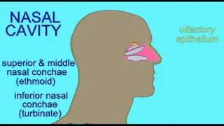 RESPIRATORY SYSTEM: NASAL CAVITY