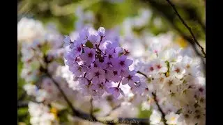 Cherry Blossom 2018, High Park, Toronto, Canada